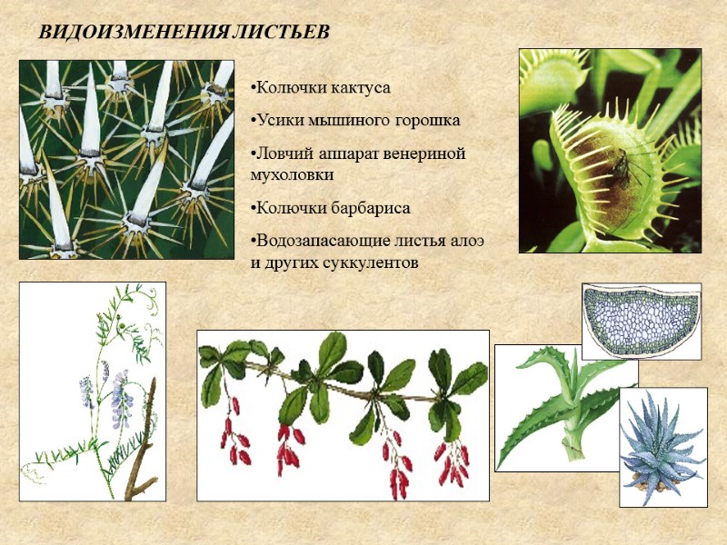 ВИДОИЗМЕНЕНИЯ ЛИСТЬЕВ Колючки кактуса Усики мышиного горошка Ловчий аппарат венериной мухоловки Колючки барбариса Водозапасающие